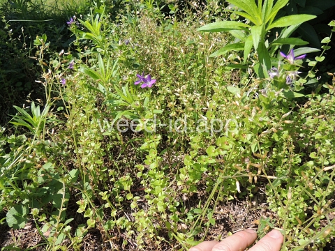 venuslookingglass, common